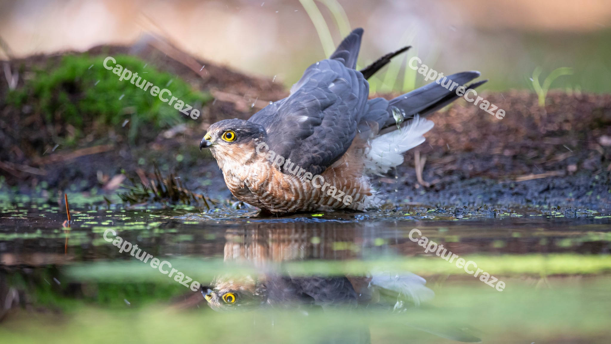 Eurasian Sparrowhawk